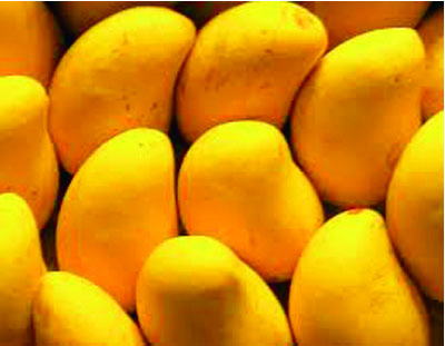 Mango - Viajero Produce